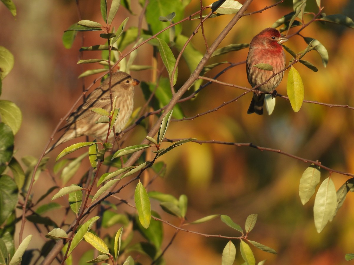 Чечевиця садова - ML644394750