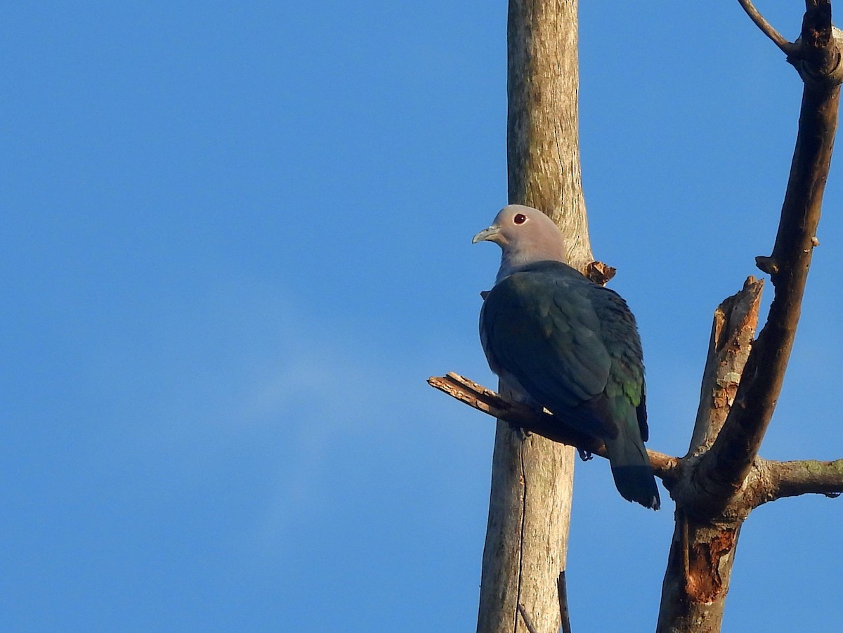 Бронзовый плодовый голубь - ML644394753