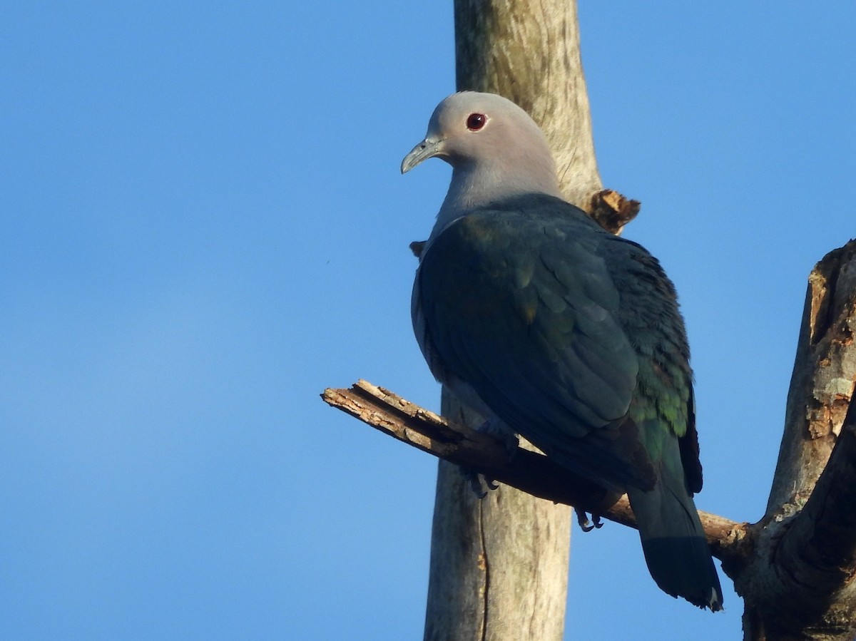 Бронзовый плодовый голубь - ML644394756