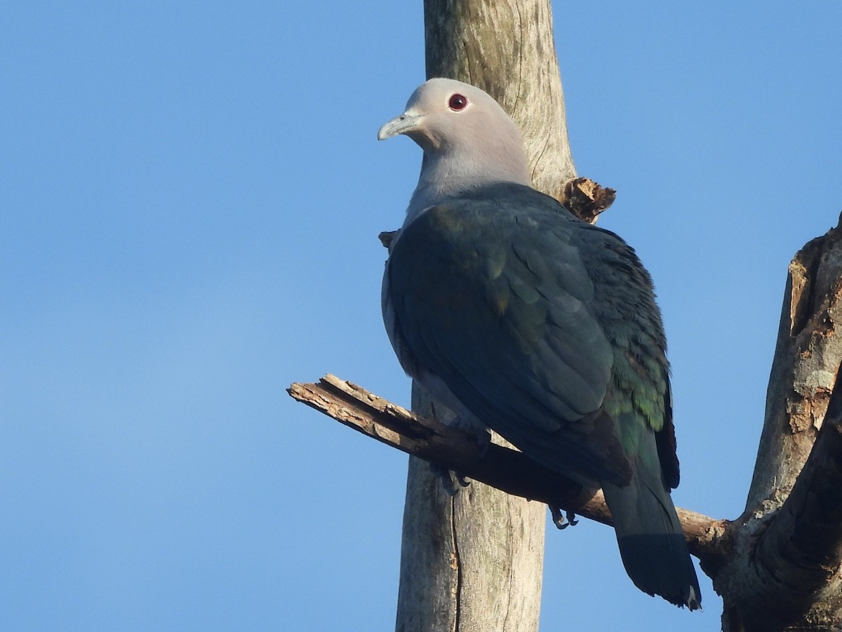 Бронзовый плодовый голубь - ML644394757