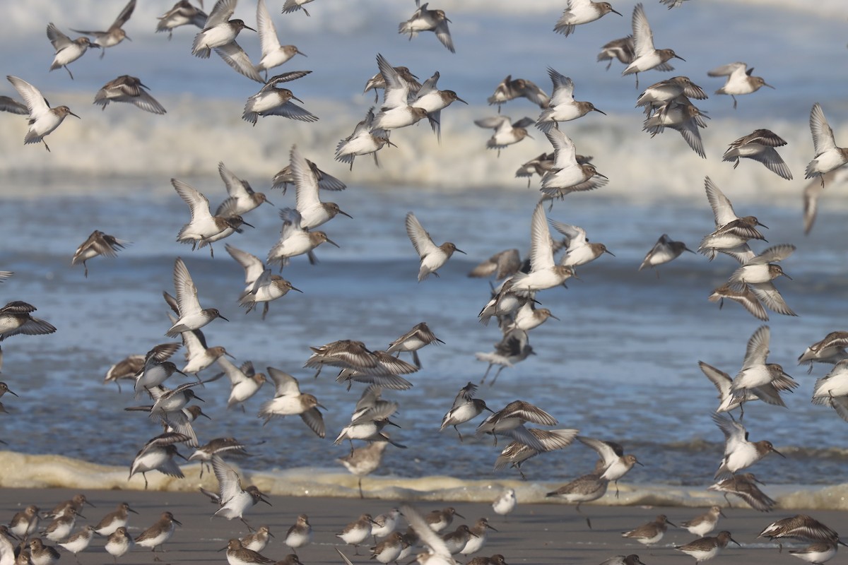 Dunlin - ML644394758