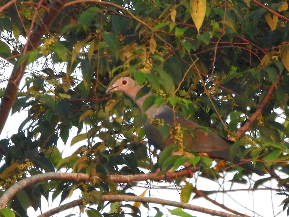 Бронзовый плодовый голубь - ML644394759