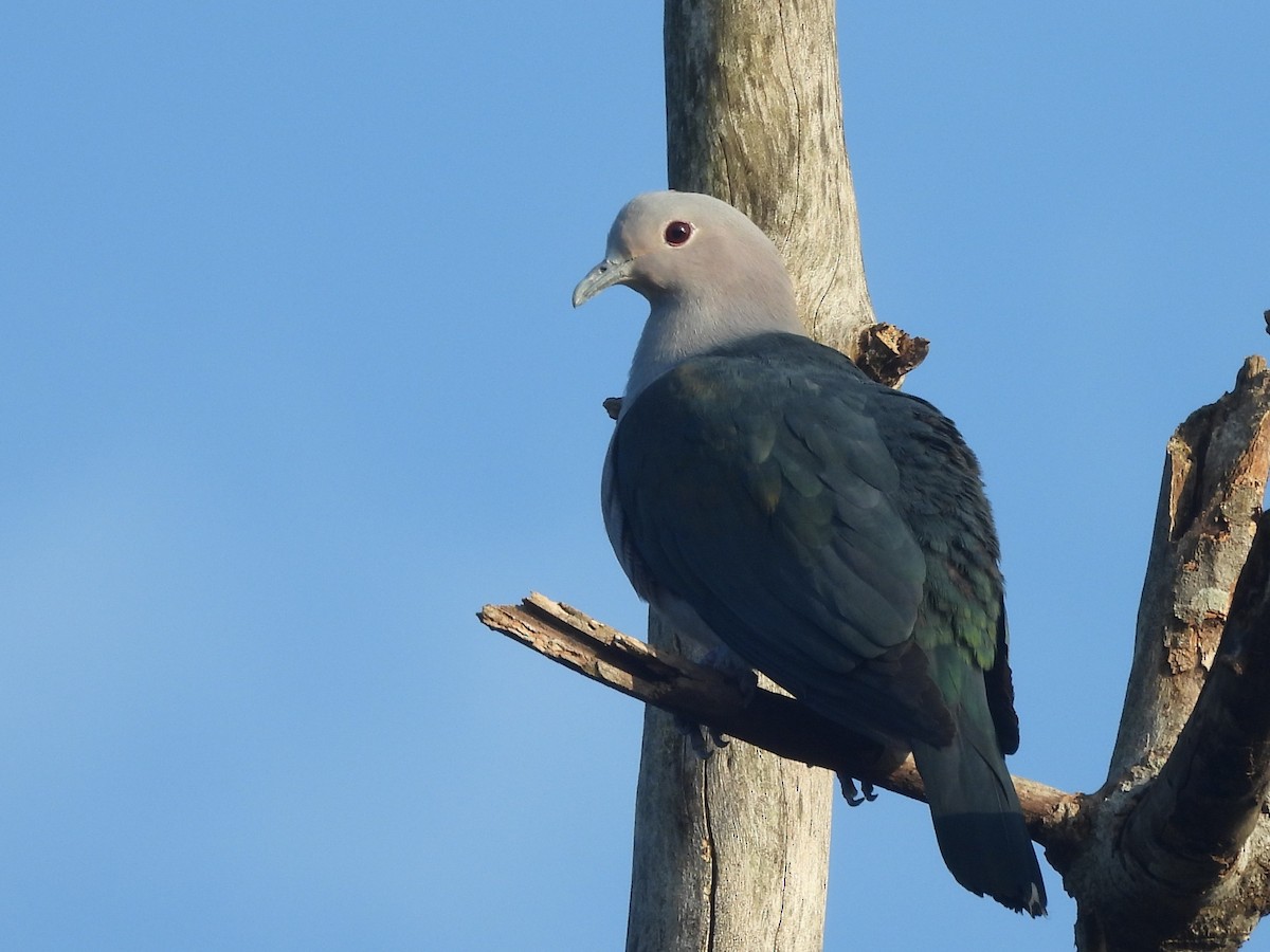 Бронзовый плодовый голубь - ML644394760