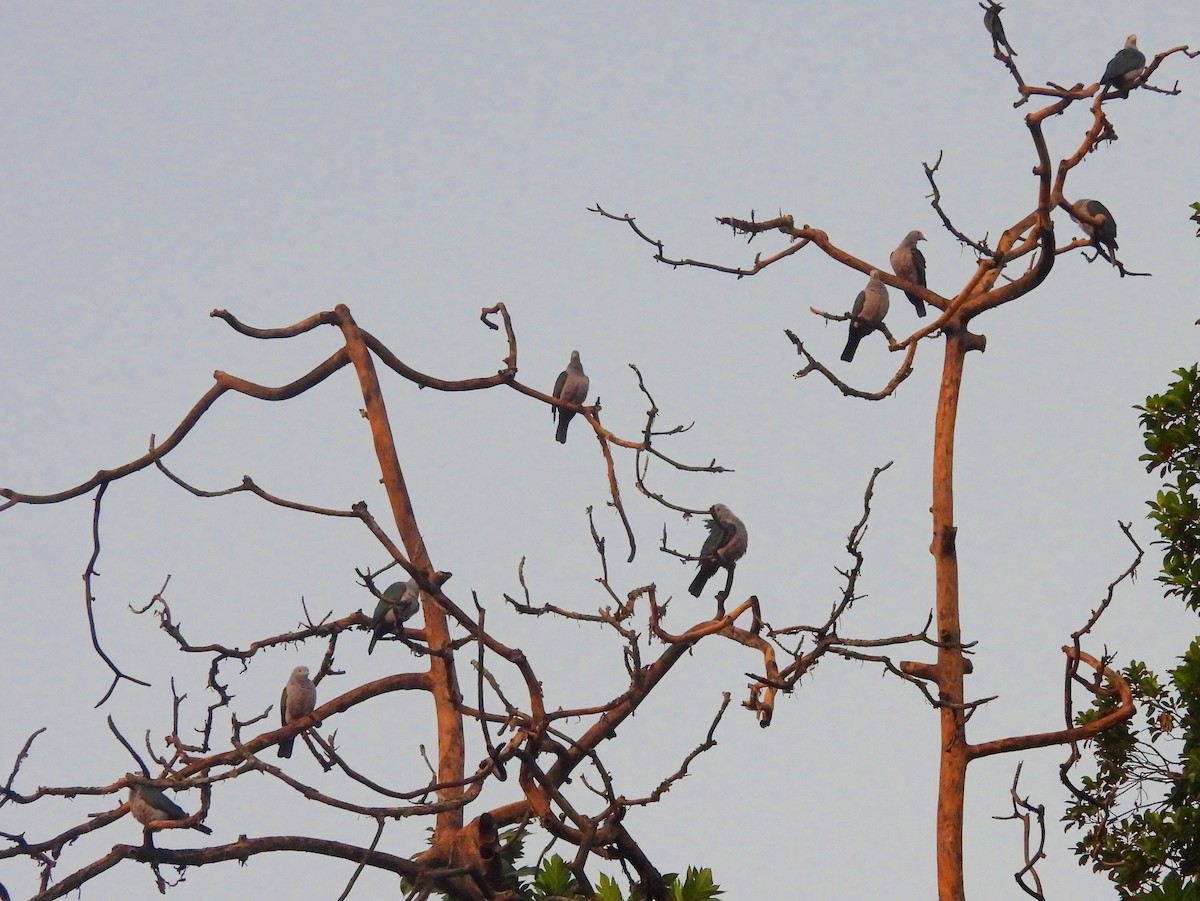 Бронзовый плодовый голубь - ML644394762