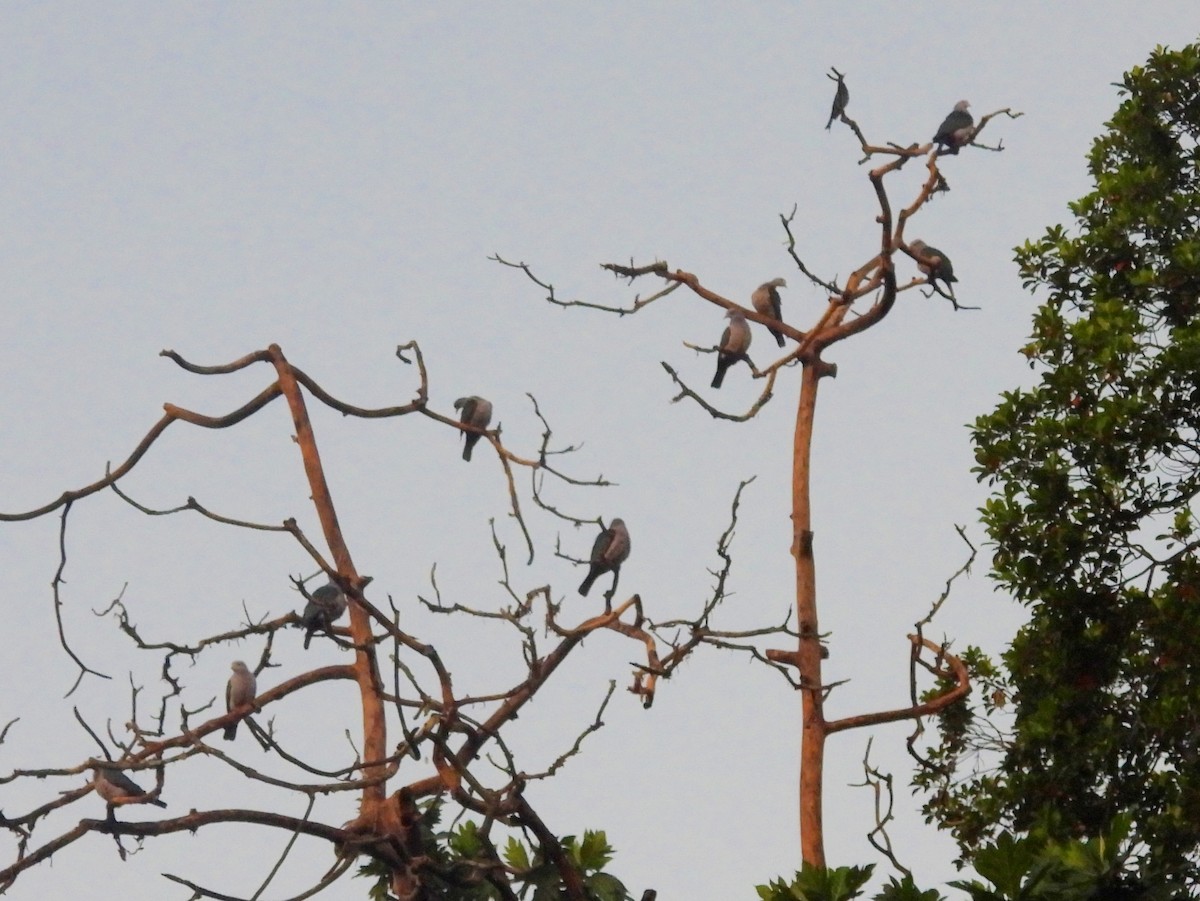 Бронзовый плодовый голубь - ML644394763