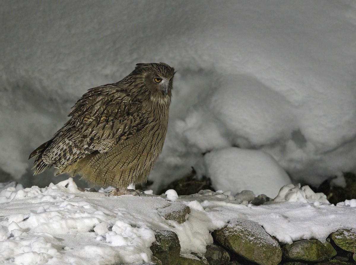 Blakiston's Fish-Owl - ML644394767