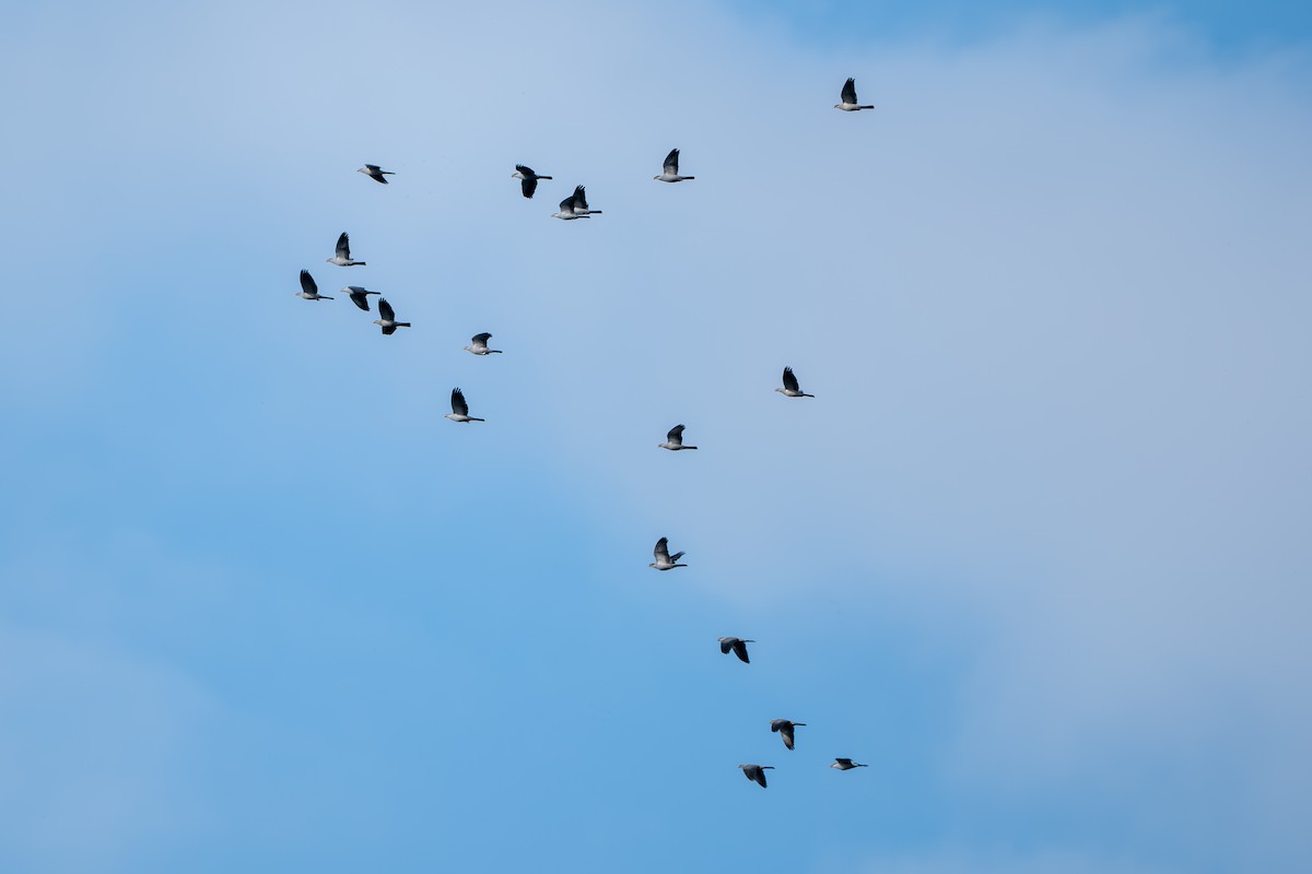 Topknot Pigeon - ML644394768