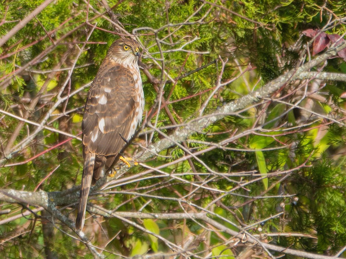 Sharp-shinned Hawk - ML644394772