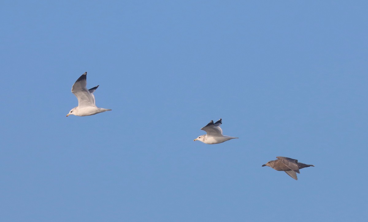 California Gull - ML644394773