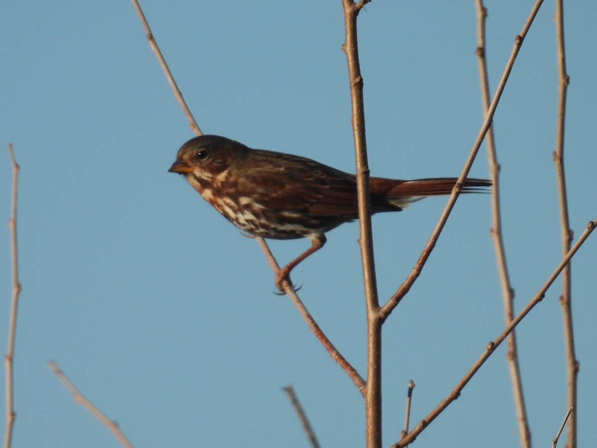Fox Sparrow - ML644394774