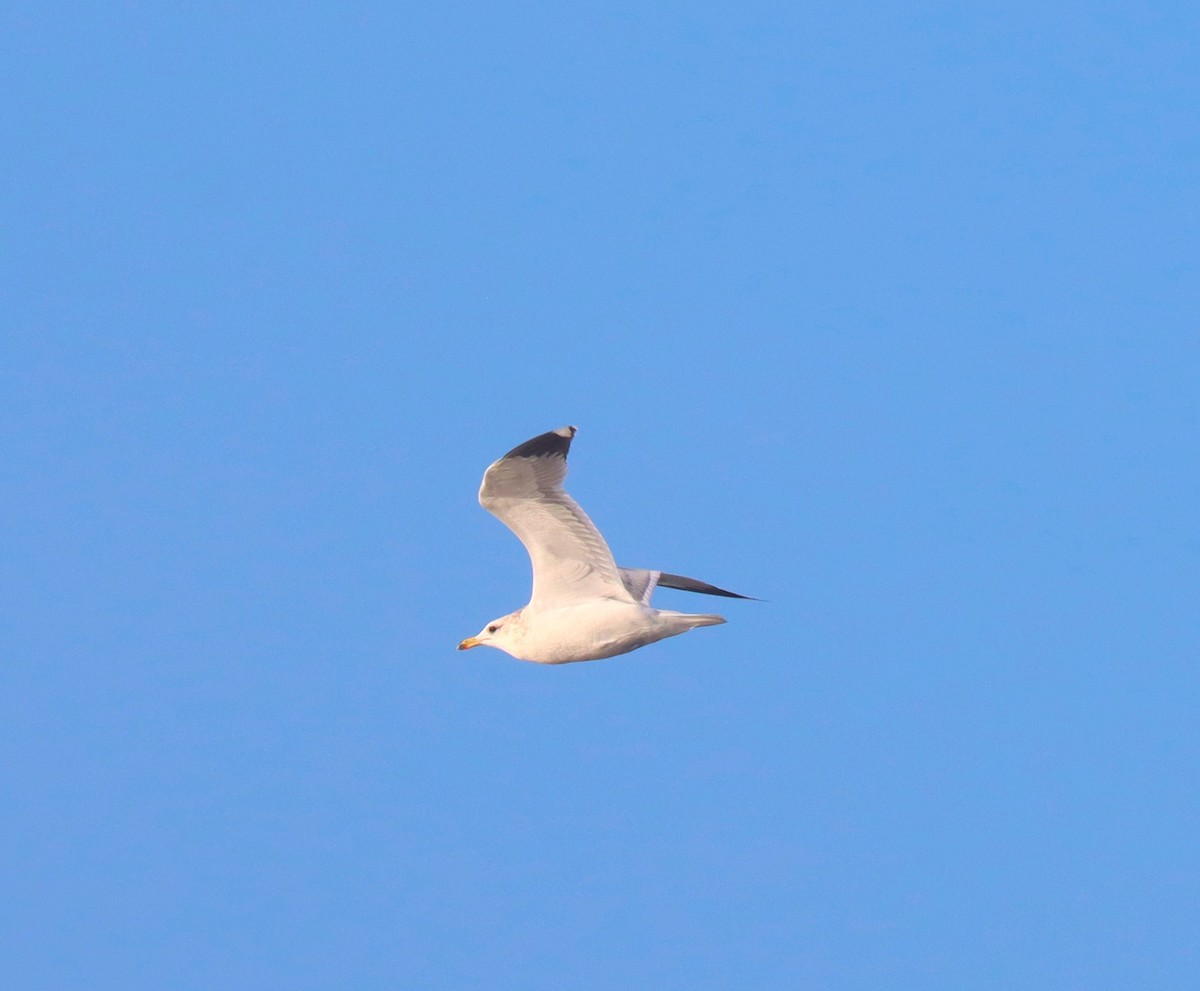 California Gull - ML644394776