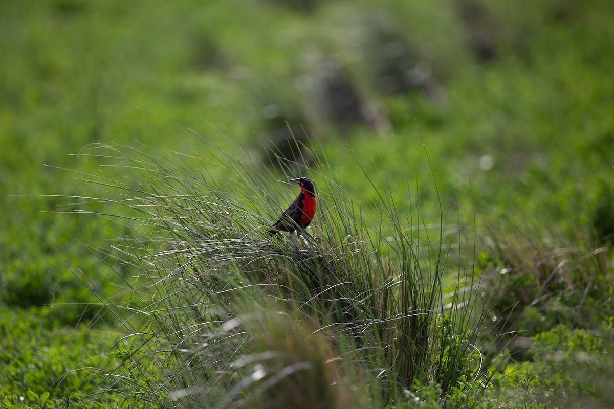 Pampas Meadowlark - ML644394777
