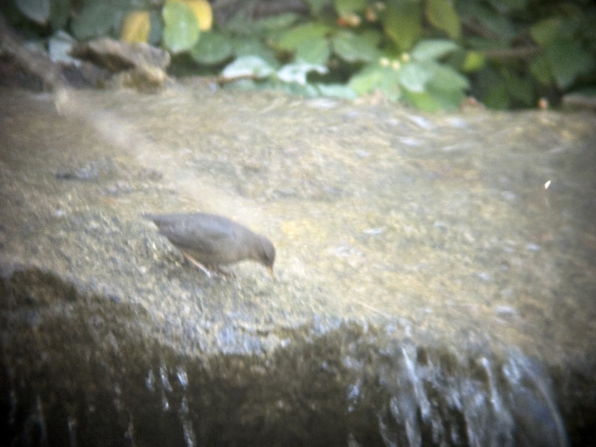 American Dipper - ML644394784