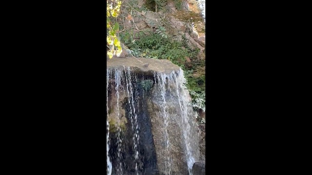 skorec šedý - ML644394785