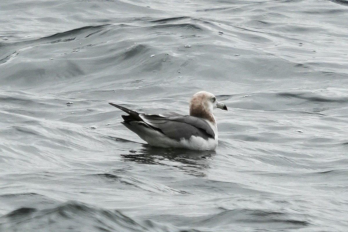 japanmåke - ML644394804