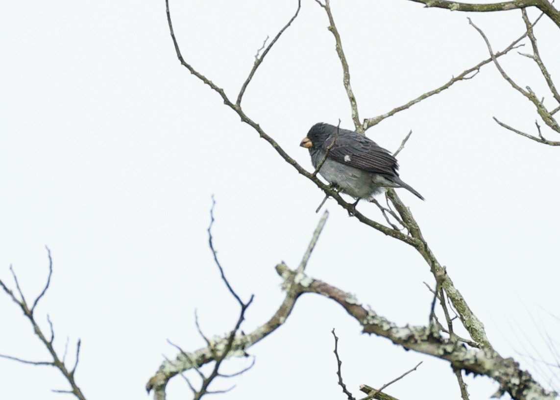 Gray Seedeater - ML644394808
