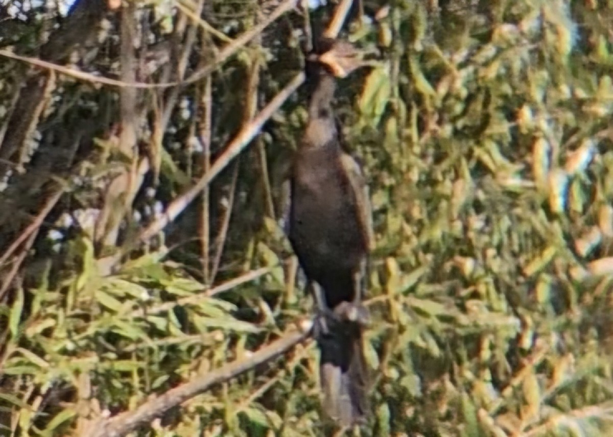 flodskarv - ML644394820