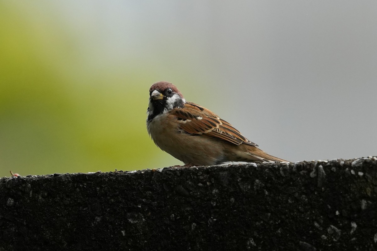 Gorrión Molinero - ML644394839