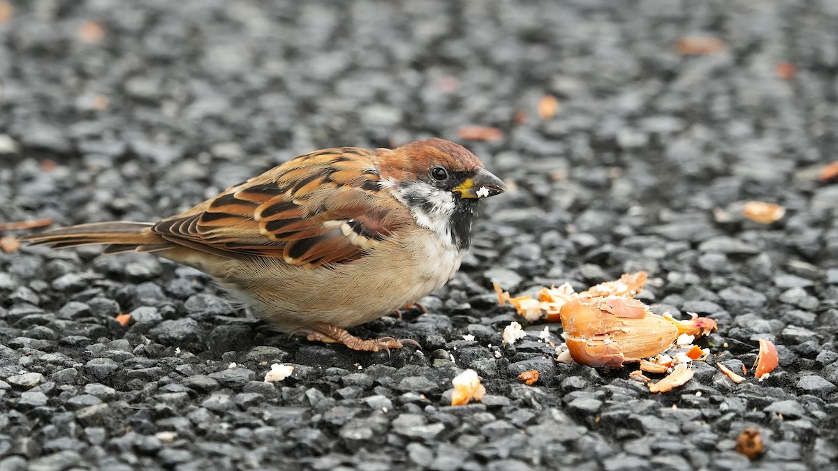 Gorrión Molinero - ML644394840