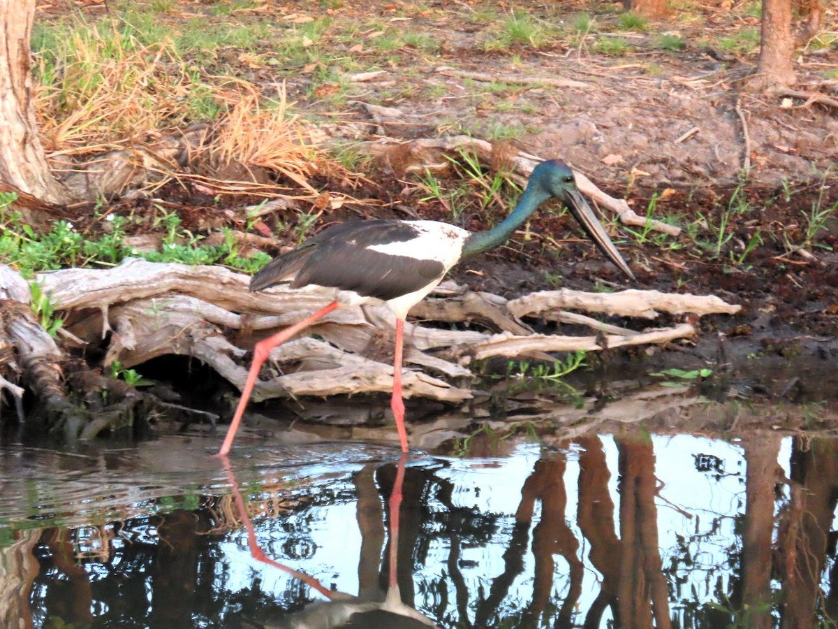 Black-necked Stork - ML644394842