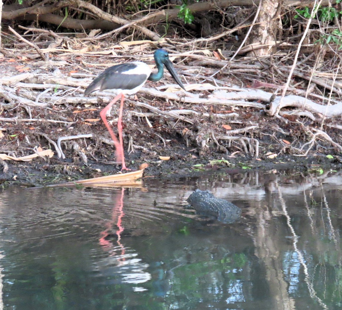 Black-necked Stork - ML644394843
