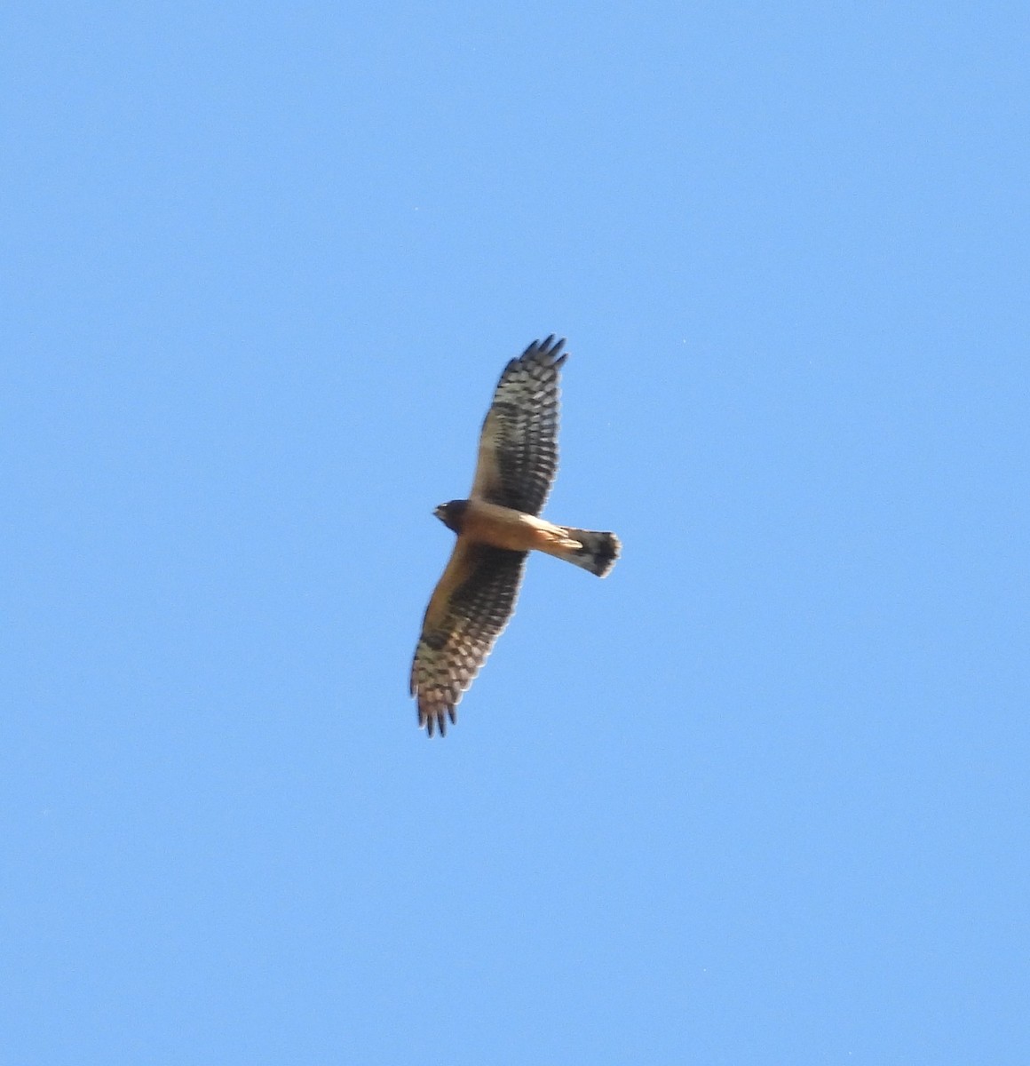 Northern Harrier - ML644394850