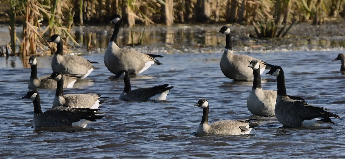 Казарка канадська - ML644394859