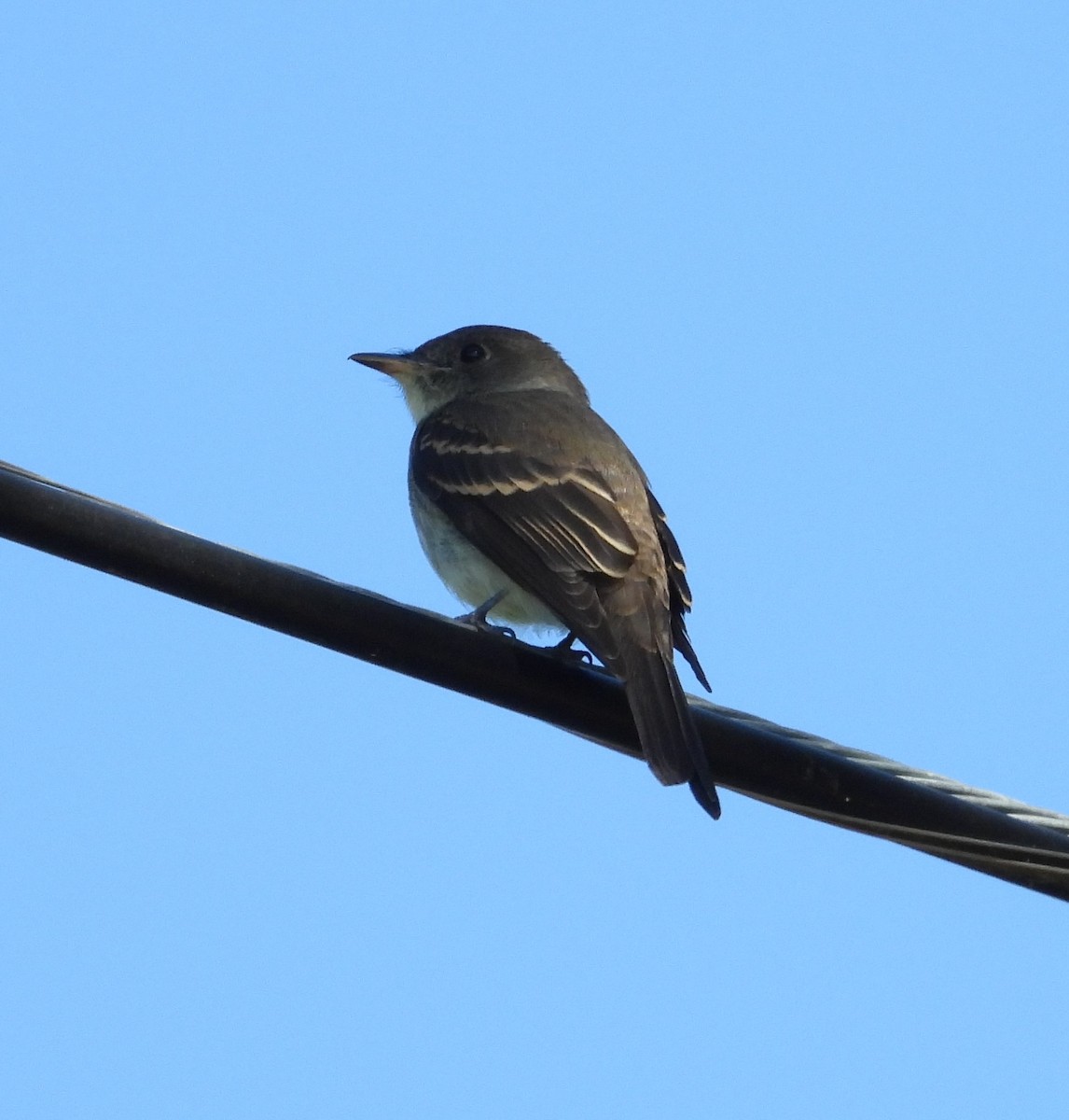 Least Flycatcher - ML644394860