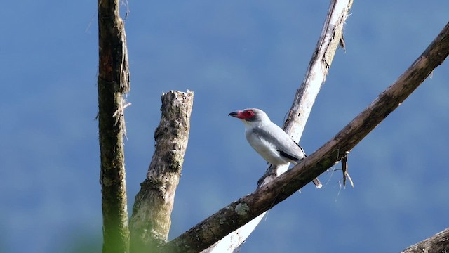 Masked Tityra - ML644394864