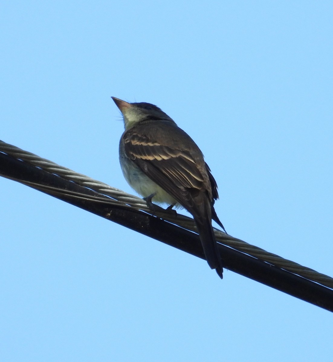 Least Flycatcher - ML644394865
