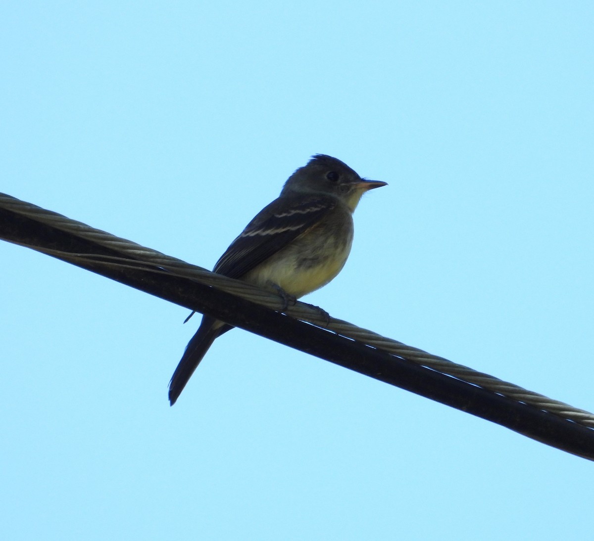 Least Flycatcher - ML644394894