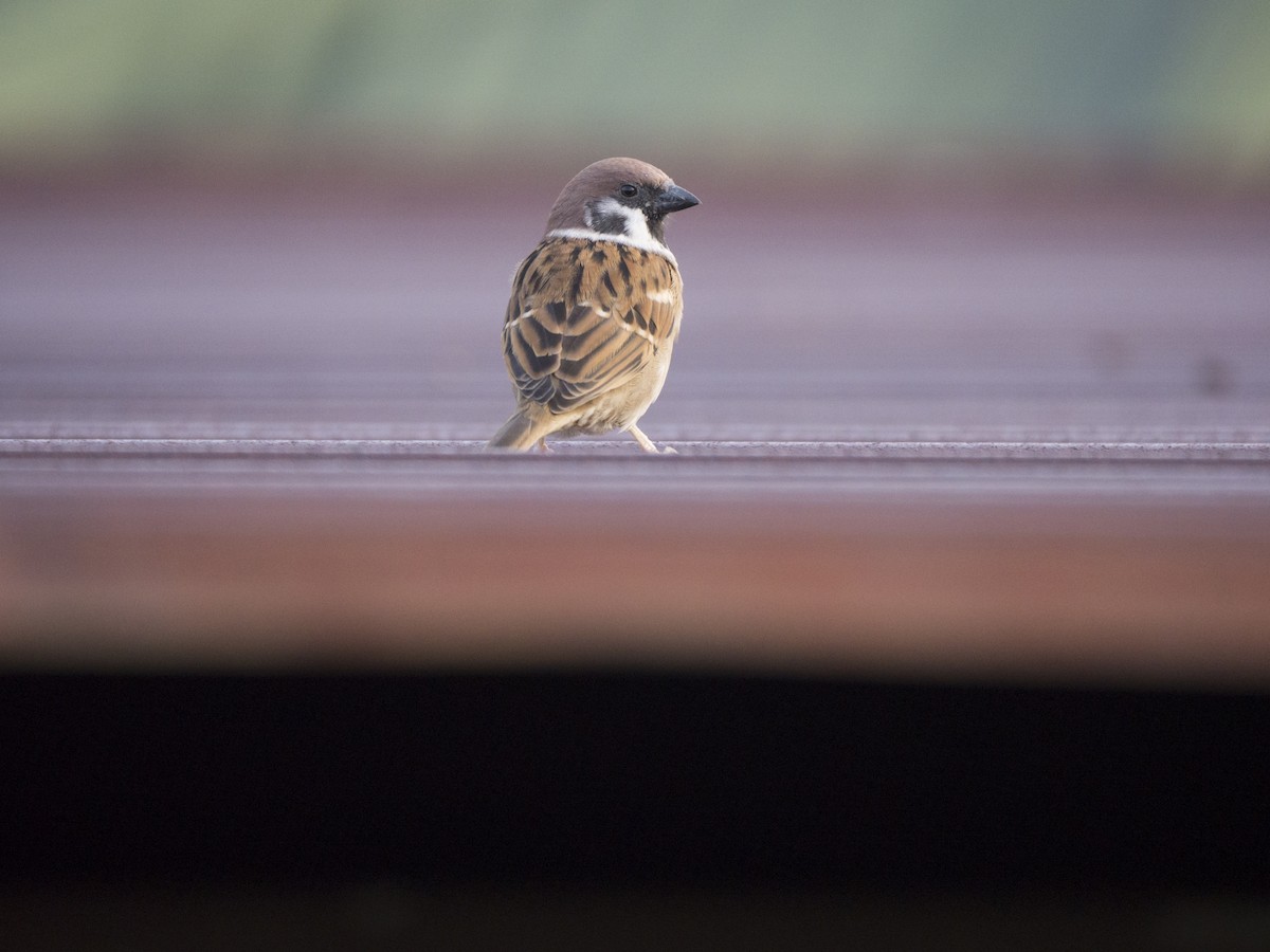 Gorrión Molinero - ML644394898