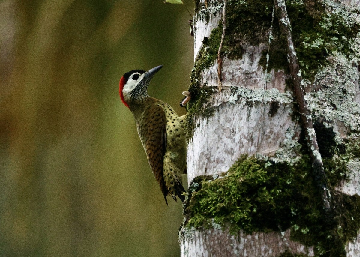 Spot-breasted Woodpecker - ML644394901