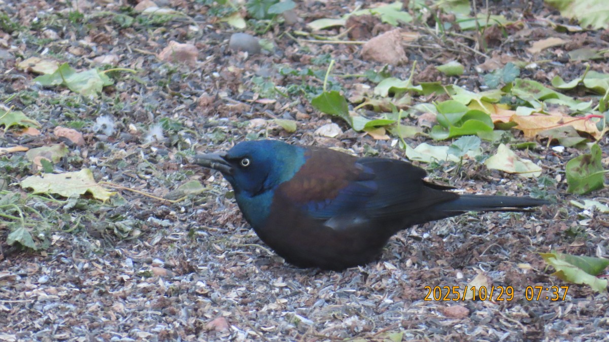 Quiscale bronzé - ML644394908