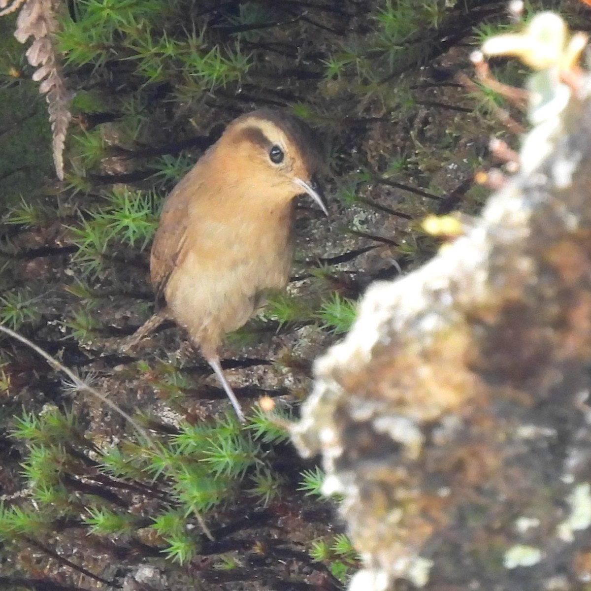 Mountain Wren - ML644394912