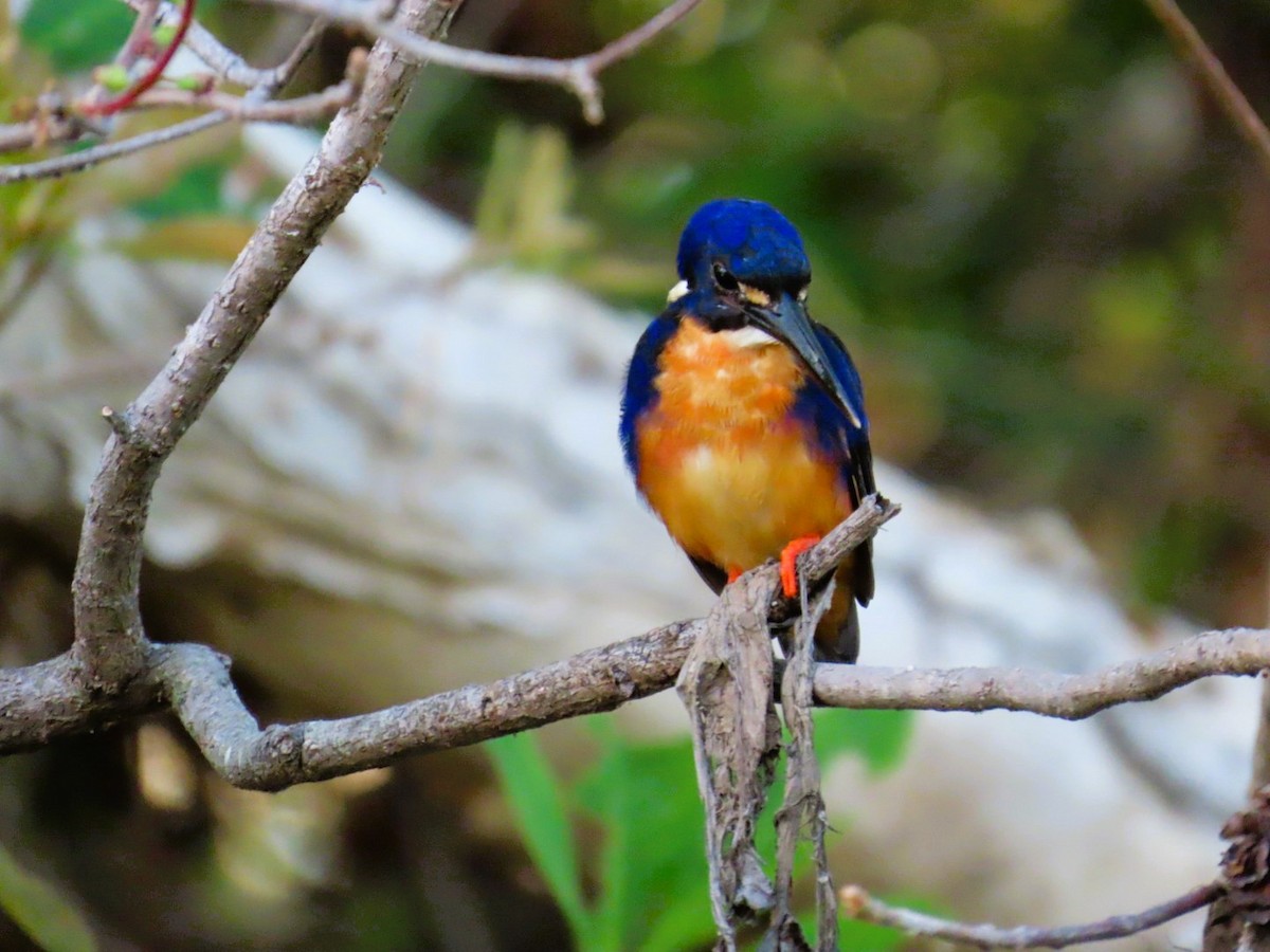 Azure Kingfisher - Natalie Tanner
