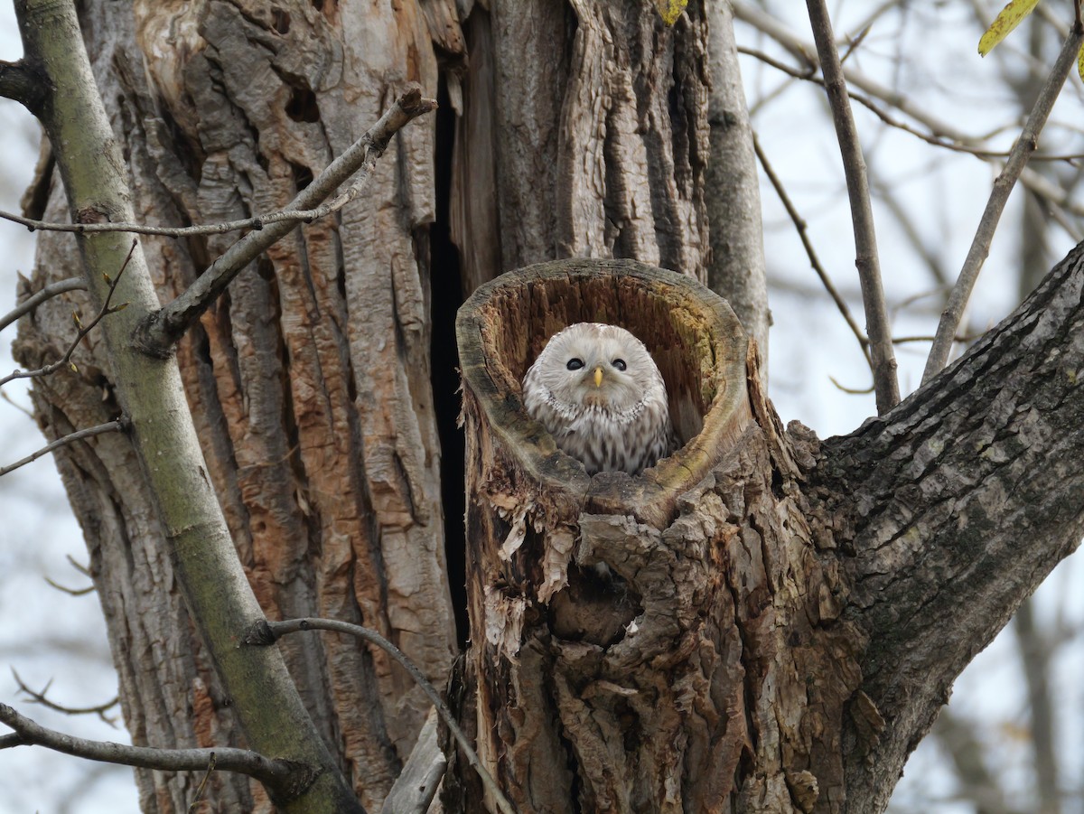 Ural Owl - ML644394923