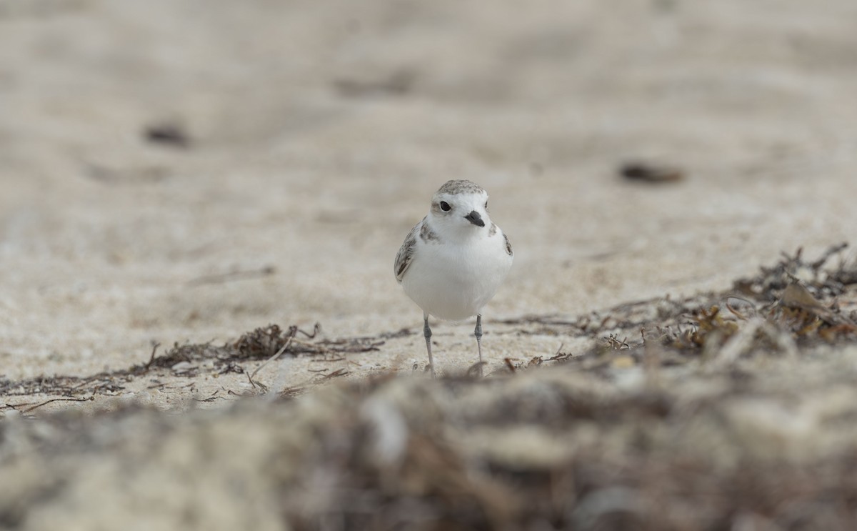 Snowy Plover - ML644394925