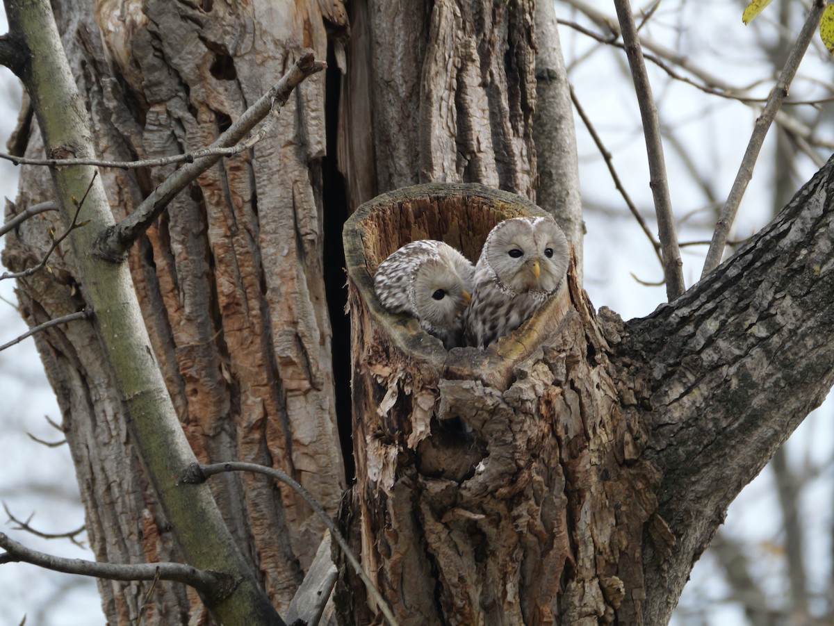 Ural Owl - ML644394927
