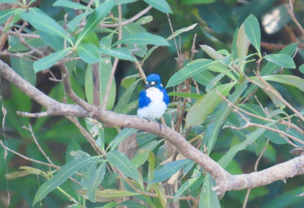 Martín Pescador Menudo - ML644394931