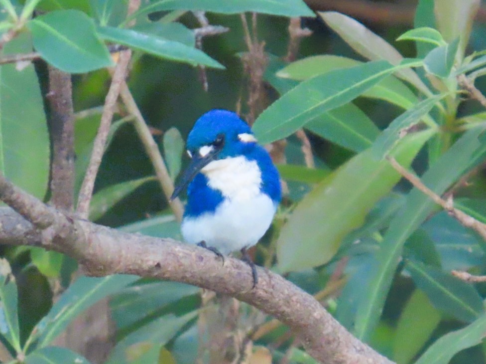 Martín Pescador Menudo - ML644394932
