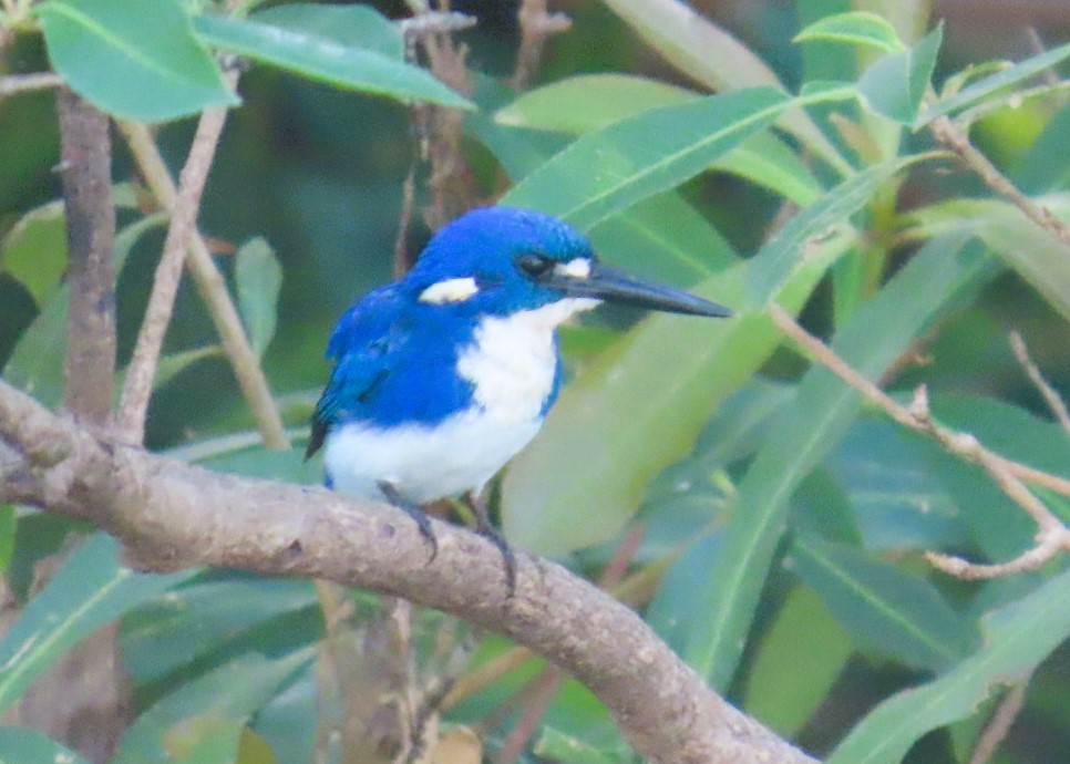 Martín Pescador Menudo - ML644394933
