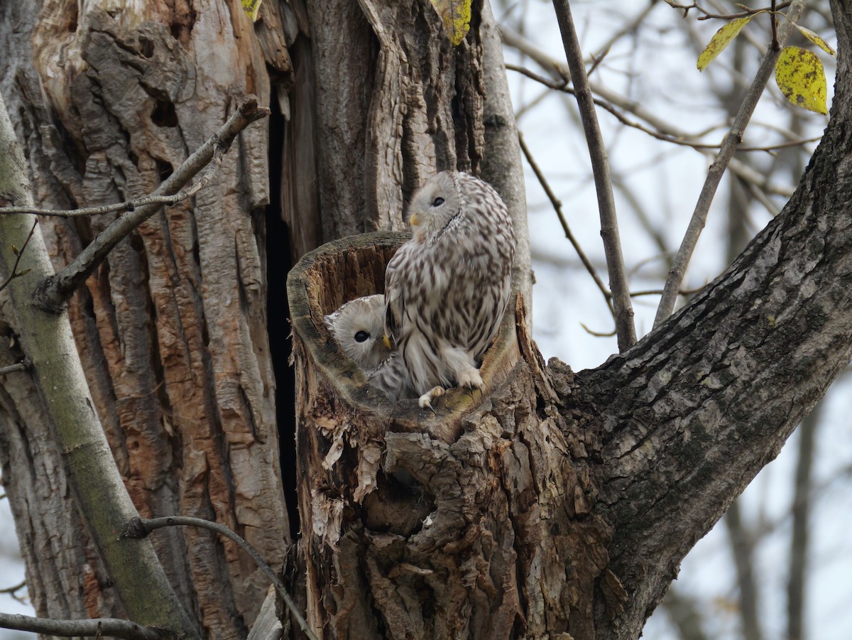 Ural Owl - ML644394934