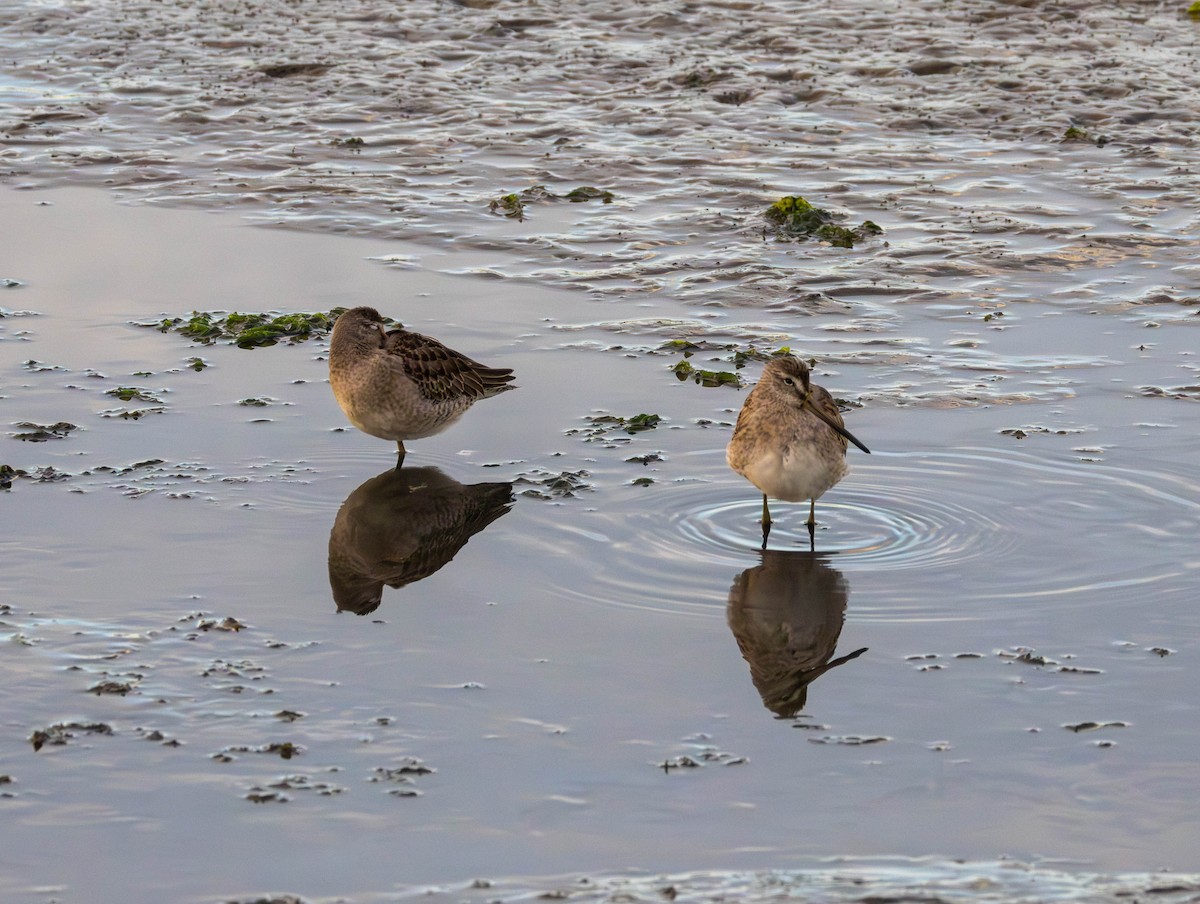 Tundraschlammläufer - ML644394935