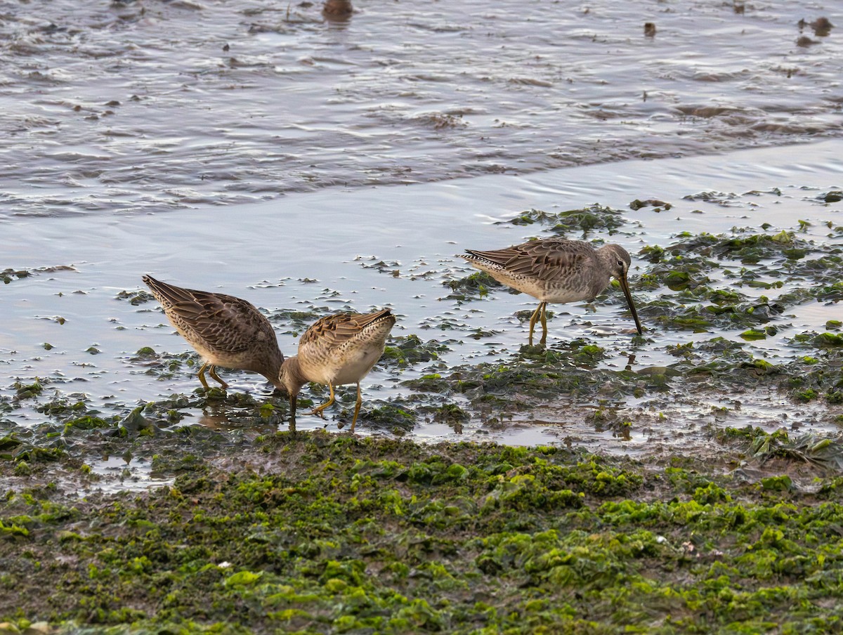 Tundraschlammläufer - ML644394936