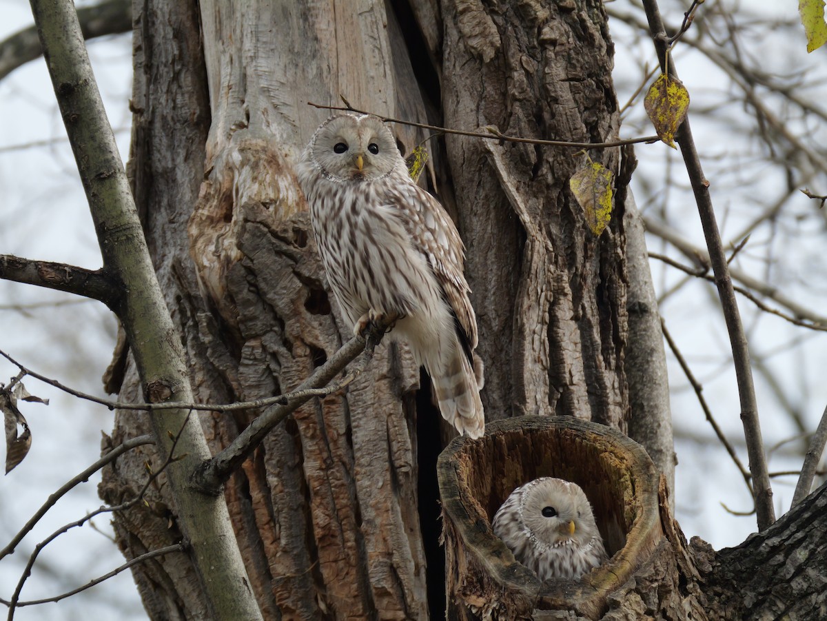 Ural Owl - ML644394938