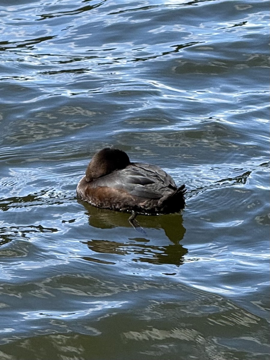 New Zealand Scaup - ML644394944