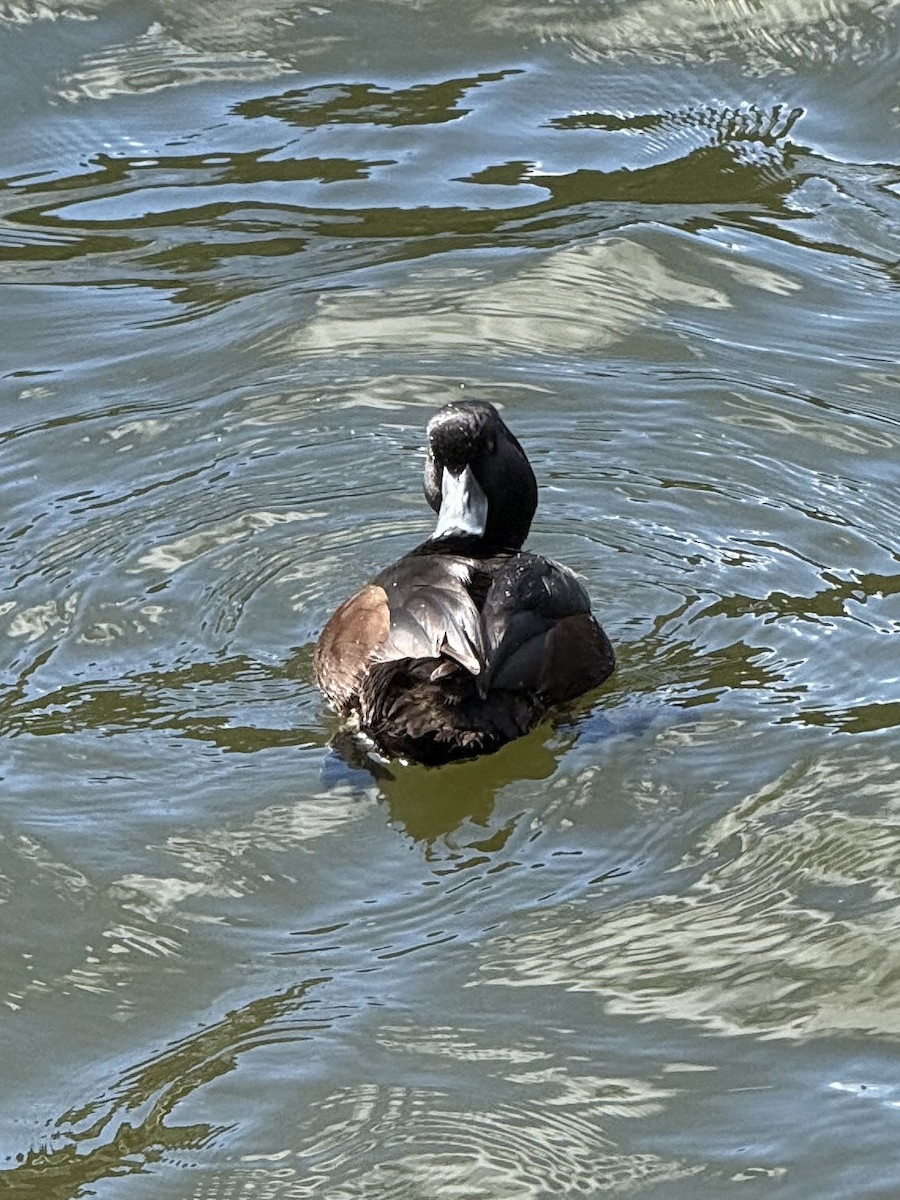 New Zealand Scaup - ML644394945