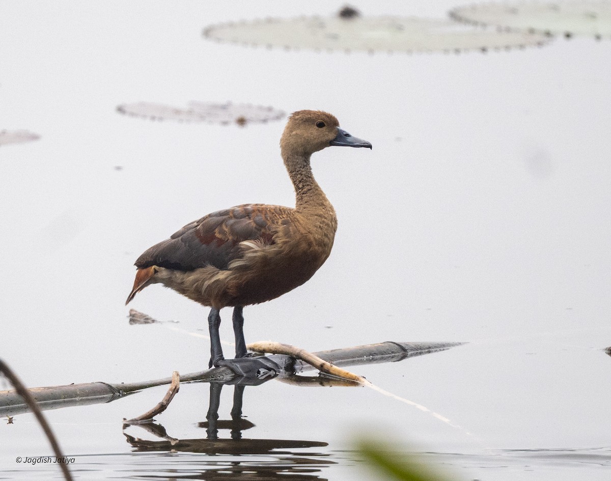 Lesser Whistling-Duck - ML644394947
