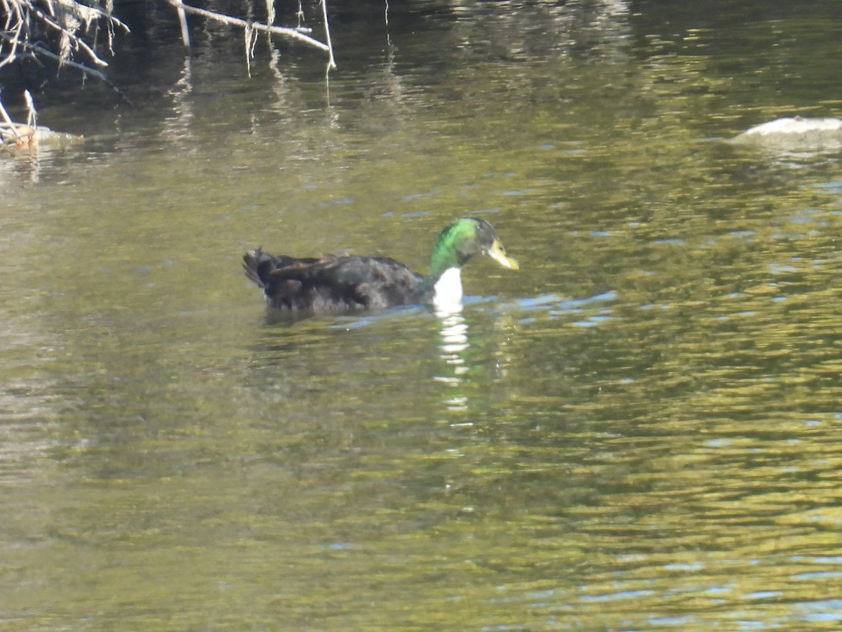 Mallard (Domestic type) - ML644394948